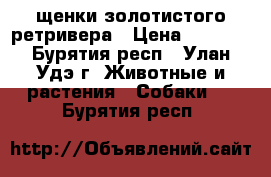 щенки золотистого ретривера › Цена ­ 5 000 - Бурятия респ., Улан-Удэ г. Животные и растения » Собаки   . Бурятия респ.